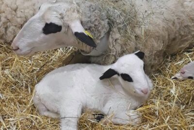 Agrandir l'image 2 sur 6, fenêtre modale